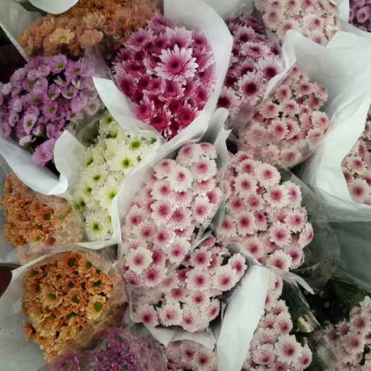 昆明小雏菊