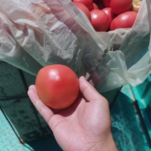 邯郸精品西红柿大量上市，产地直发，新鲜采摘，欢迎各地商客联系