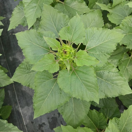 广州向日葵（光辉岁月）基地直销精品开花绿植全国一件代发物美价廉。