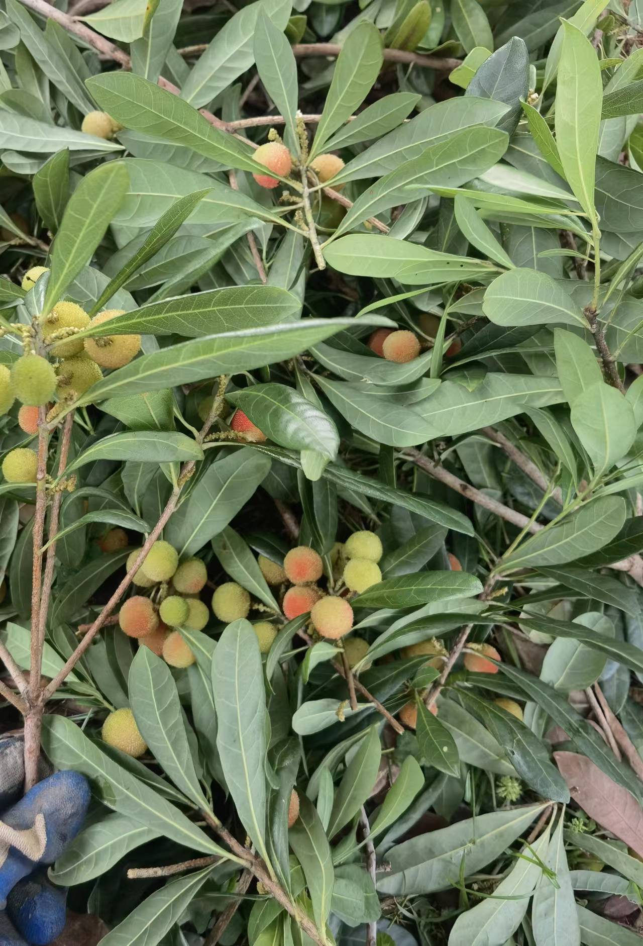 新鲜青红杨梅，野生杨梅，现摘现发