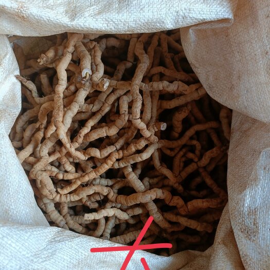 德庆县巴戟天大条鲜货