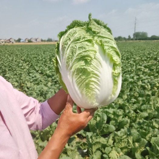 泰州黄心大白菜