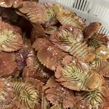 温岭市琵琶虾，琵琶虾，鲜活琵琶虾，船冻琵琶虾，全国发货