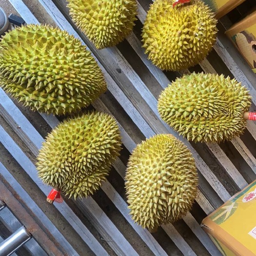 合江县泰国金枕榴莲