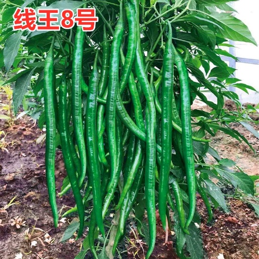 郯城县种植地直发！黑线王辣椒优惠批发，及零售