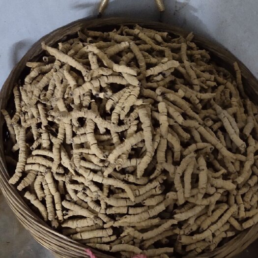 德庆县巴戟圆肉（标头）