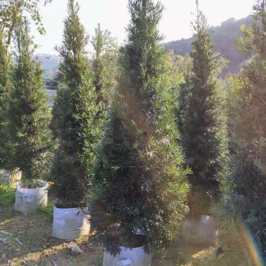 塔形罗汉松福建漳州罗汉松农户直销价