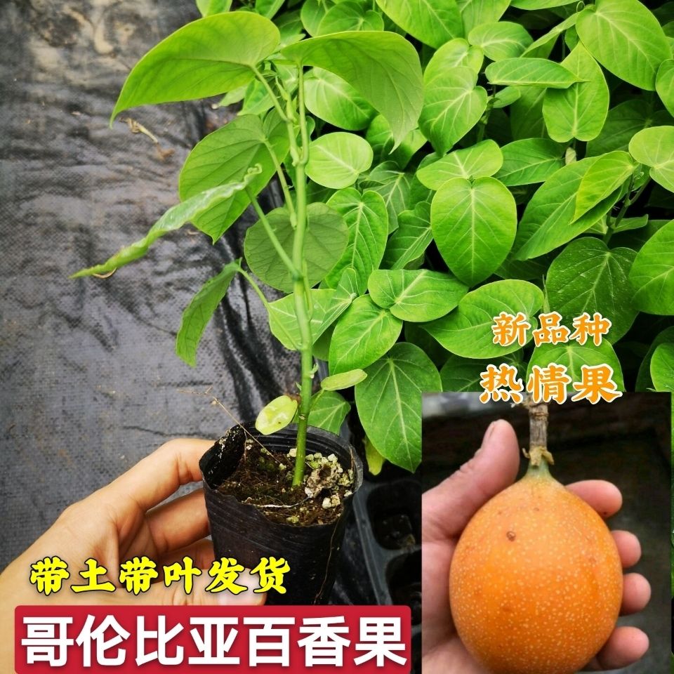 热情果苗哥伦比亚纯甜百香果树苗南北方种植庭院盆栽四季当年结果