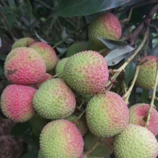 廉江市妃子笑，皮薄肉后，预售4.3一斤，头批果