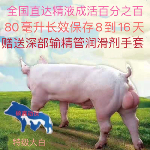 仔多多大白猪精液猪精液猪精子冻精人工授精长白大白杜洛克太湖精
