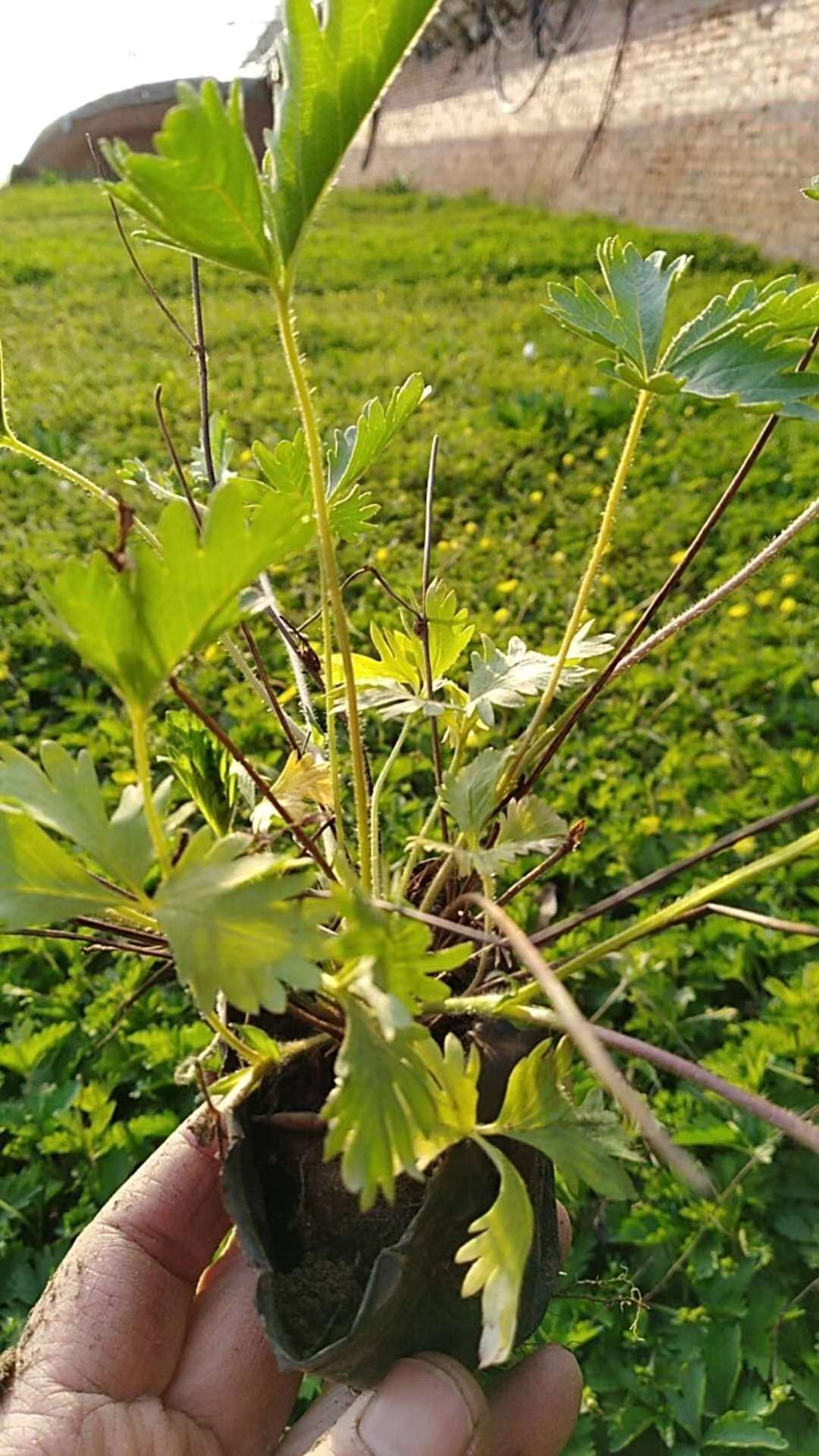 北京北京委陵菜厂家大量批发供应委陵菜价格