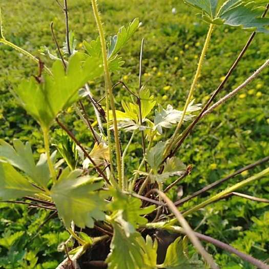 北京委陵菜厂家大量批发供应委陵菜价格