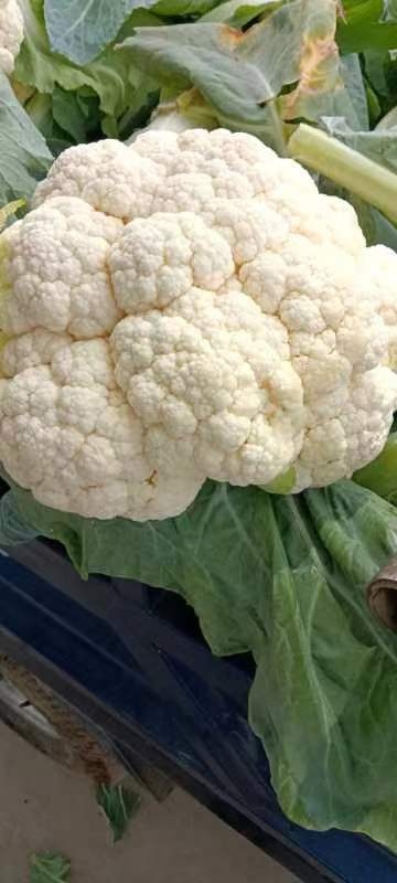 曲周县白花菜