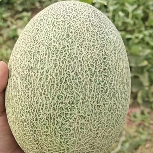 新疆场地费的最好的哈密瓜特级