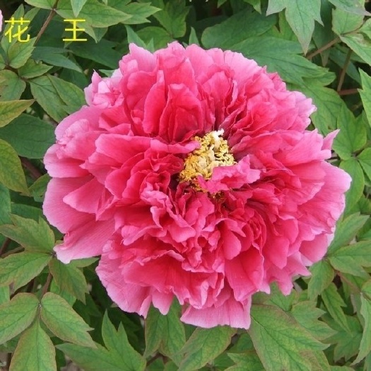 菏泽观赏牡丹大花王苗菏泽正宗重瓣花四季易成活庭院阳台栽种花卉牡丹