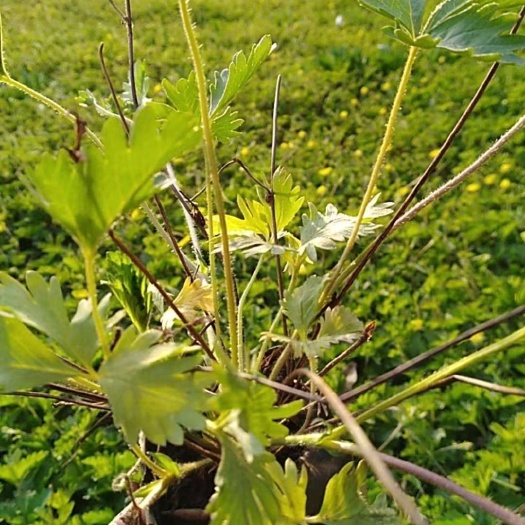 北京北京委陵菜基地大量供应，量大价优