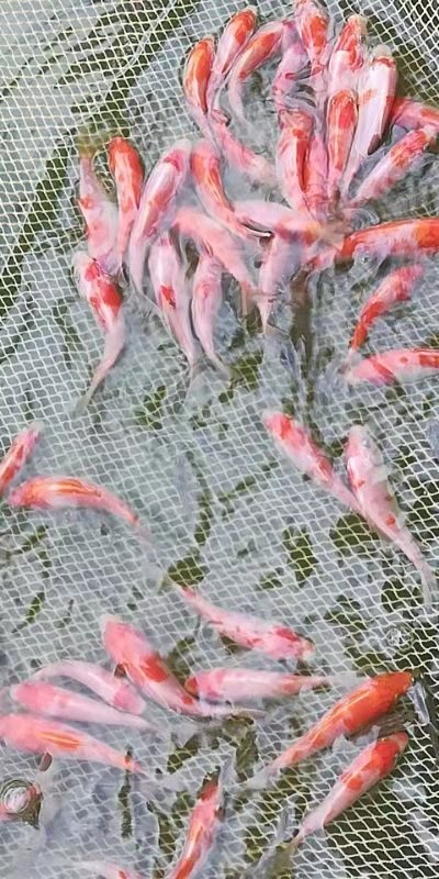 广州锦鲤鱼苗大正红白三色锦鲤