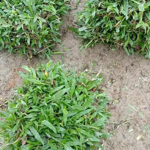 肇庆大叶油草