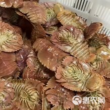 琵琶虾，琵琶虾，鲜活琵琶虾，船冻琵琶虾，全国发货