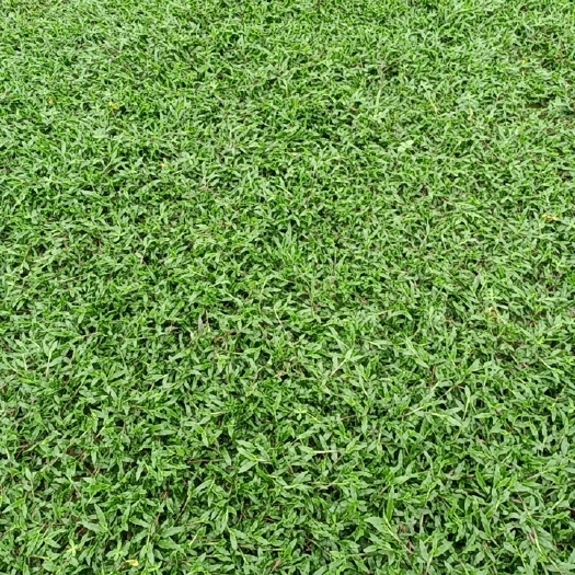 肇庆大叶油草