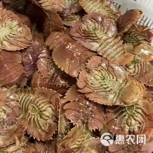 琵琶虾，琵琶虾，鲜活琵琶虾，船冻琵琶虾，全国发货