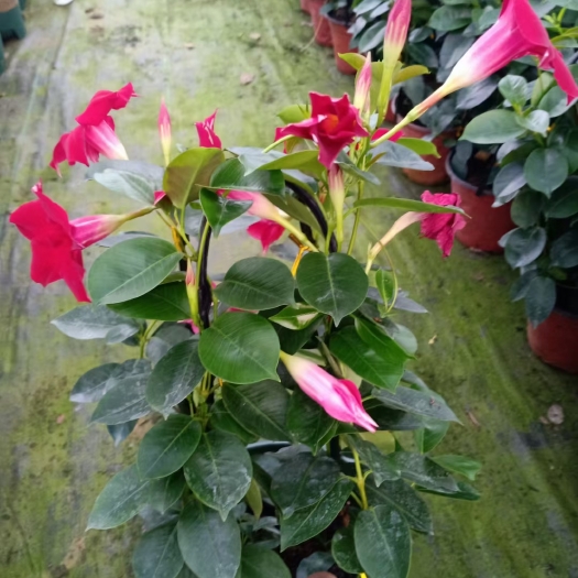 青州市飘香藤，红花绿叶，阳台花卉，开花多，花期长。