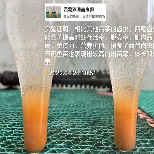 滨州西藏大红卵，丰年虫卵