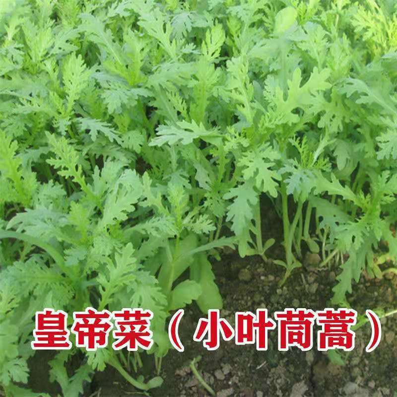 小叶茼蒿种子大全农家茼蒿种籽菜籽四季皇帝菜种苗青菜蔬菜种批发