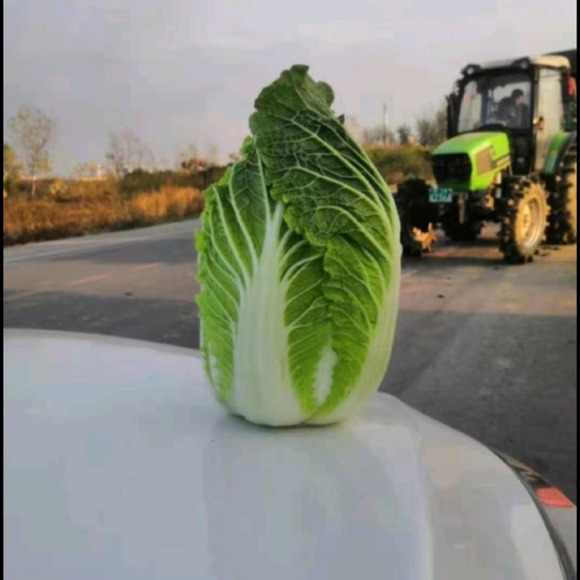 张北县张北大白菜 黄心大白菜 张北县玲珑黄大白菜
