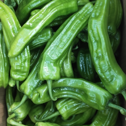 麻城市麻城薄皮青椒