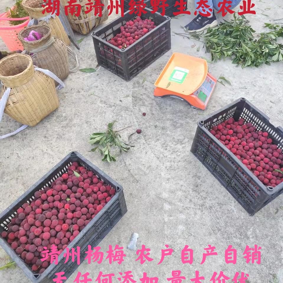 湖南靖州杨梅产地直销代办加工果酿酒杨梅市场鲜货一件代发超值