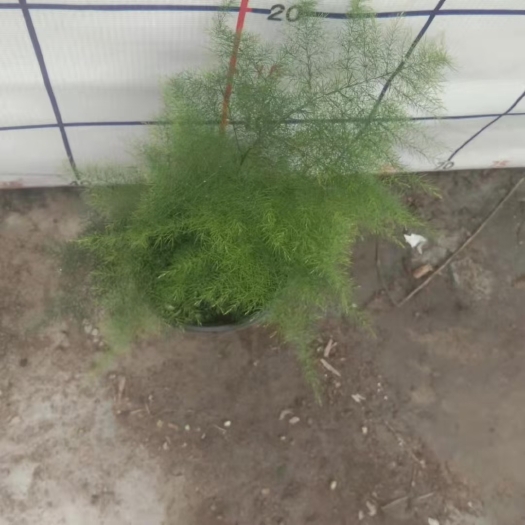 广州文竹（广州文竹）基地直销精品观叶绿植全国一件代发物美价廉货好