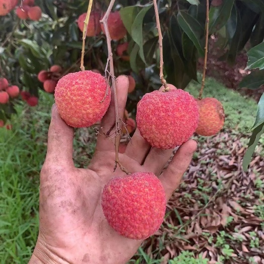广州广州桂味，糯米滋