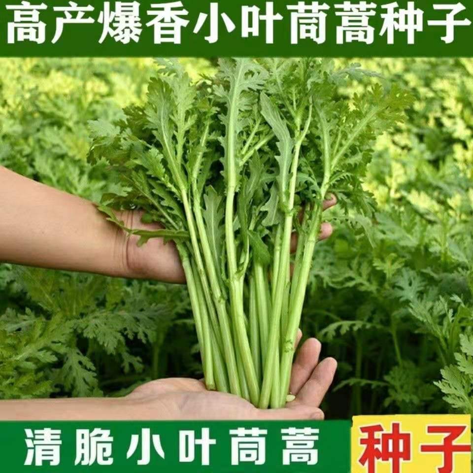 小叶茼蒿种子大全农家茼蒿种籽菜籽四季皇帝菜种苗青菜蔬菜种批发