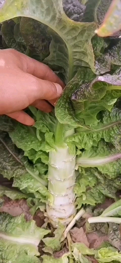 靖远县莴笋