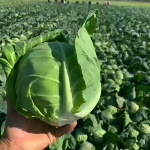 万全甘蓝 中甘包菜 万全圆白菜