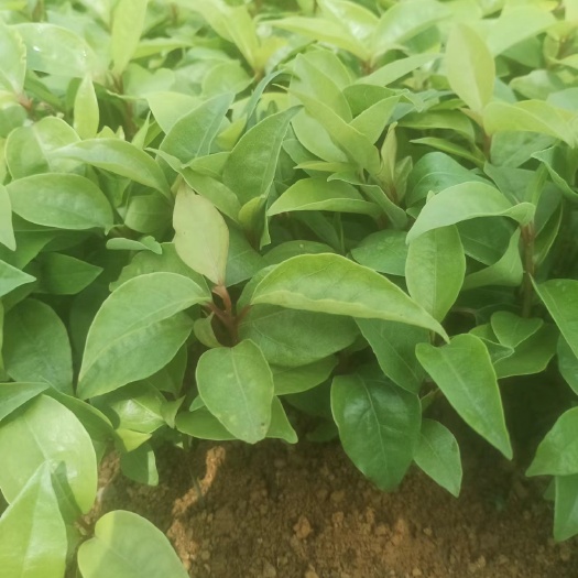 阳朔县香樟芽苗