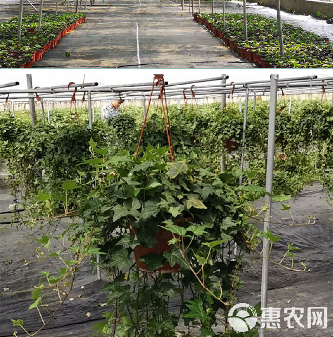 110规格盆栽小常春藤吊兰植物墙立体绿化四季常青耐寒好养植物