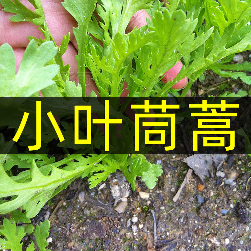 小叶茼蒿种子大全农家茼蒿种籽菜籽四季皇帝菜种苗青菜蔬菜种批发