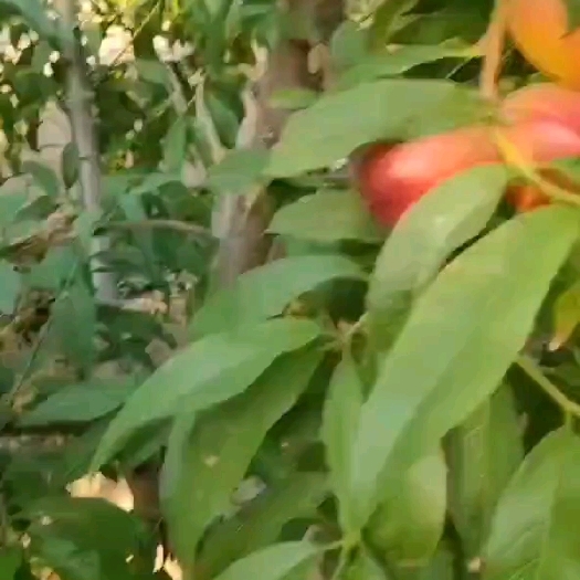 临猗县珍珠油桃大量上市产地直销