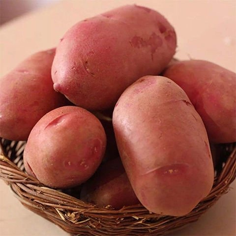 昆明云南土豆马铃薯红皮黄心洋芋青薯9号88号一件代发