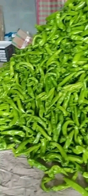 邯郸精品尖椒大量上市，产地直销，新鲜采摘，欢迎各地商客联系