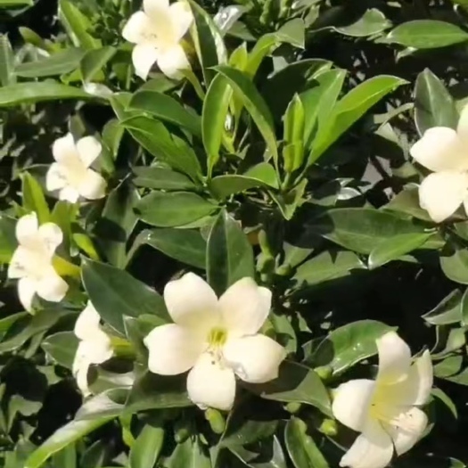 漳州漳州非洲茉莉基地