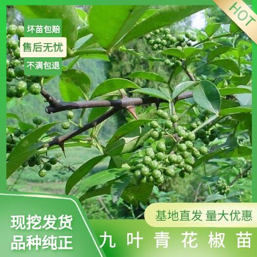 苍溪县四川正宗九叶青花椒苗 大红袍花椒苗 品种纯成活率高成活率