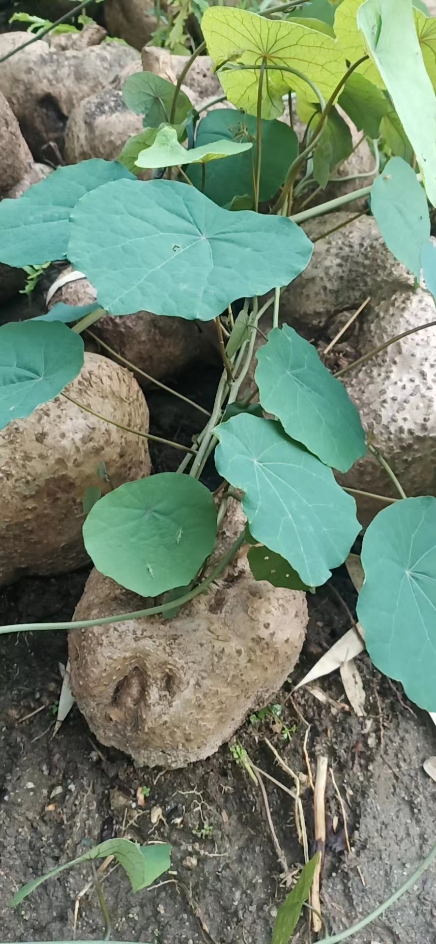 镇安县千金藤特大苗种植才赶得上，头花千金藤，盘花地不容