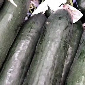 扶绥县广西扶绥黑皮冬瓜吊瓜
