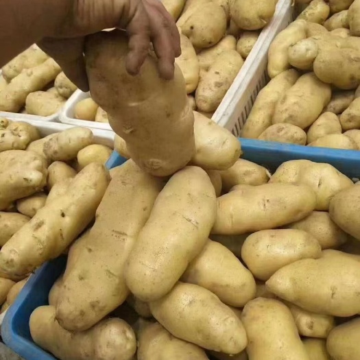 沂水县荷兰15 土豆 黄皮黄心土豆 大量上市 全国发货 电商团购货