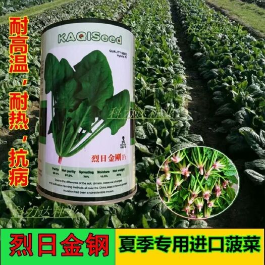 沭阳县烈日金刚菠菜种子，籽，夏播专用，特耐热，圆叶菠菜种子