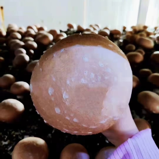 牛排菇