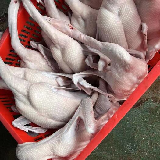 肉鹅 清远黑棕鹅光鹅6斤至9斤均有货质量保证全国发货